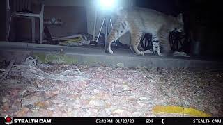 Bobcat cries.  That time of year?