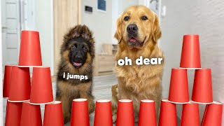 My Dogs React to the Obstacle Challenge