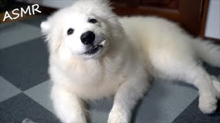 ASMR Dog chewing bone | Samoyed