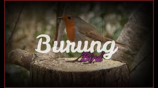 Beautiful Relaxing Selawat Instrumental | Birds Singing screenshot 4