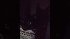 空飛ぶ猫 Flying Cats Youtube 空飛ぶ猫 Flying Cats Youtube