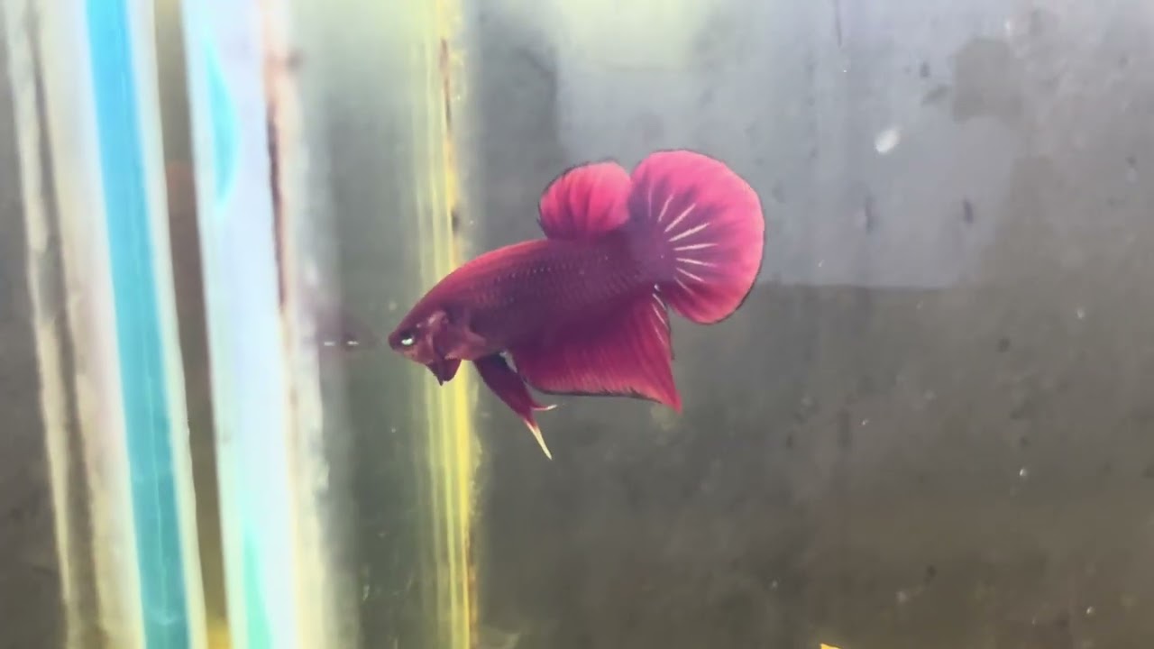 Thai import half moon and Imbellis bettas🐬🐬🦈