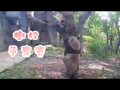《熊貓早晚安》一樹杈容不下兩熊 | iPanda熊貓頻道