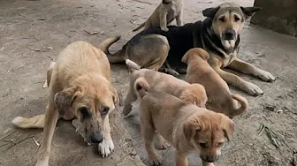 Mother Dog Takes Her Puppies Out to Play