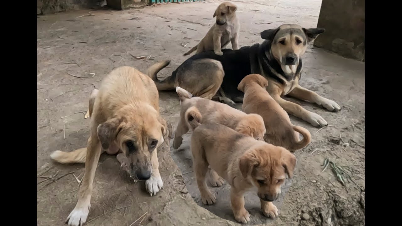 Mother Dog Takes Her Puppies Out to Play - YouTube