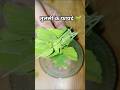 तुलसी पते के फायदे by Rajiv Dixit Ji #shorts #ayurved #healthy #viralshort #ytshort