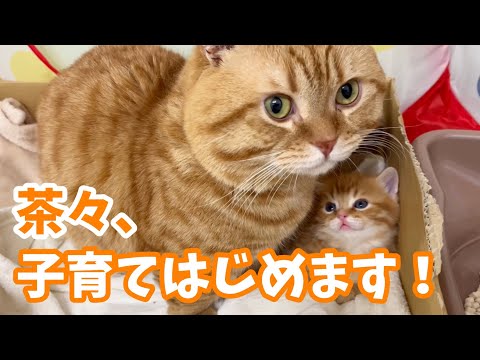 マンチカンの茶々くん遂に子猫のイクメンデビュー!?