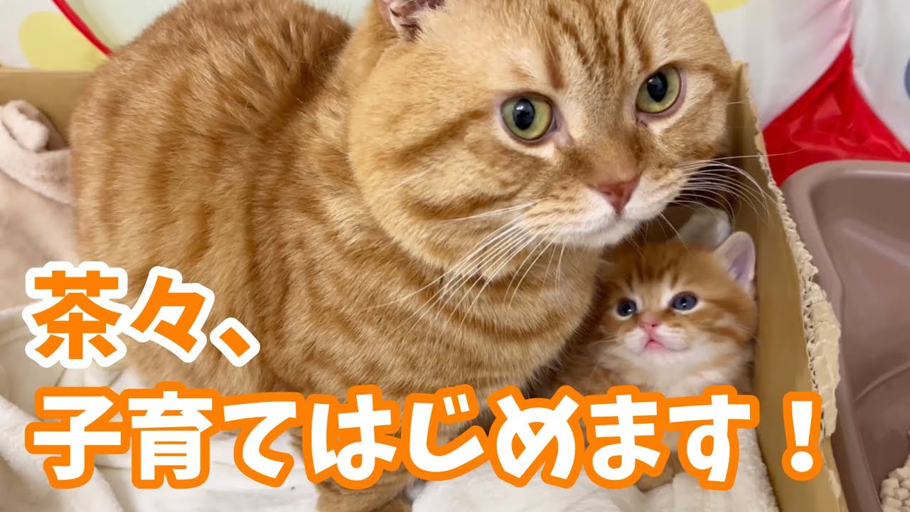 マンチカンの茶々くん遂に子猫のイクメンデビュー Youtube