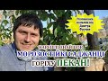 Нарешті знайшов морозостійкі саджанці пекану!