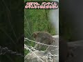 豪雨の中でも大はしゃぎ！🐾パパの元へ駆け寄ってギュッとするパンチくんの可愛い日常❤️ #パンチくん#shorts #市川市動植物園 #zoo #monkey