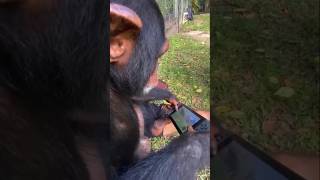 Limbani The Chimpanzee Plays Zelda Tears Of The Kingdom.