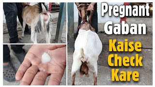 Gaban ( Pregnant ) bakri kaise check Kare STAR GOATS FARM Asif STD