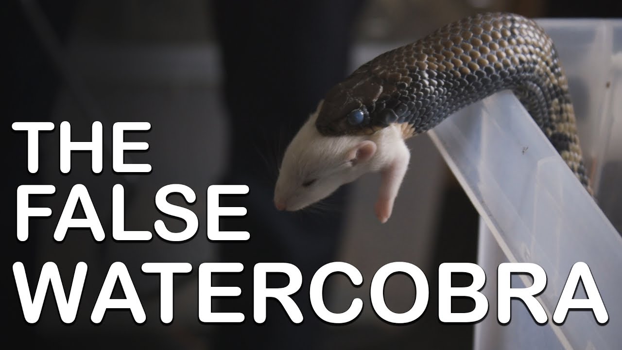 MEET OUR 2 FALSE WATER COBRAS (Feeding included) YouTube