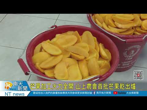 芒果加工火力全開 山上農會首批芒果乾出爐20230627