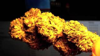 Got Bud? (HD bud)