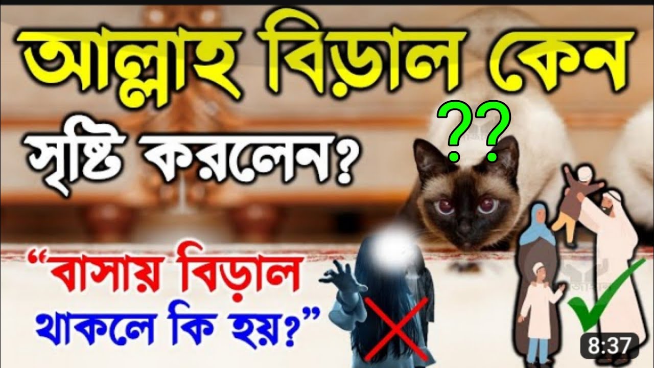  why did god create cats al hadis