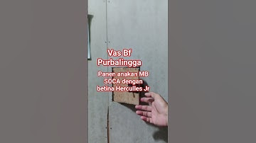 Viral panen anakan trah MB prestasi ( SOCA + Herculles Jr ) g #kicaumania