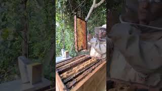 #apiculturacuilapa #abejas #apicultura #shorts