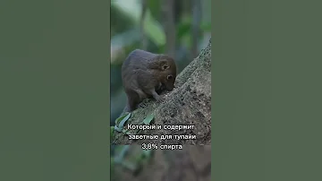 Тупайя - 