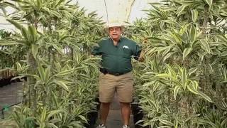 wie gro wird ein drachenbaum Dracaena janet lind (Drachenbaum) kaufen