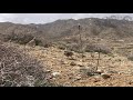 Wild Partridge Singing | Nature