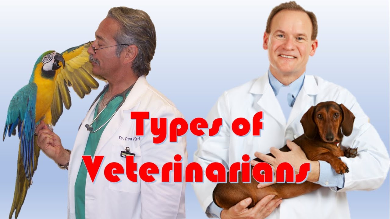 Types Of Veterinarians (6 Different Types Of Veterinarians)