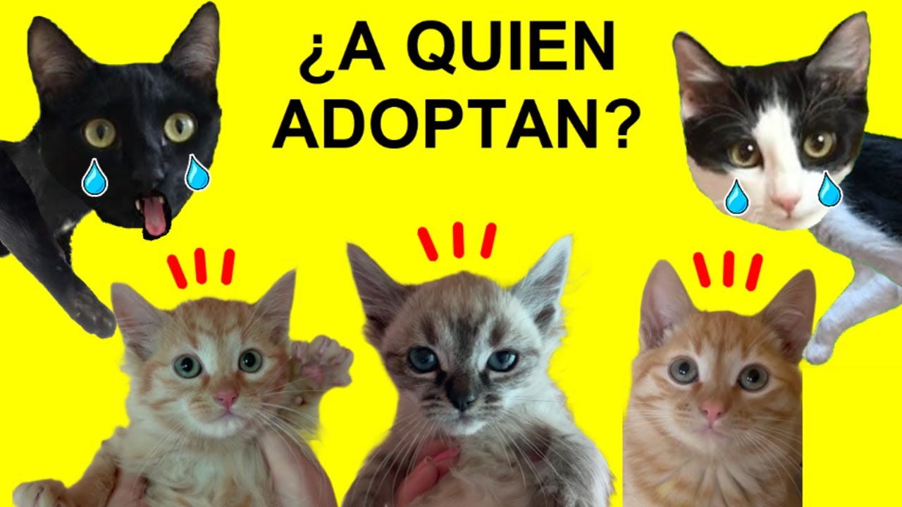 Se va el primer gato de la casa de acogida de Luna y Estrella / Videos de gatos chistosos