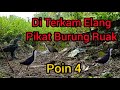 🔴 Pikat Ruak Ruak Di Serang Burung Elang