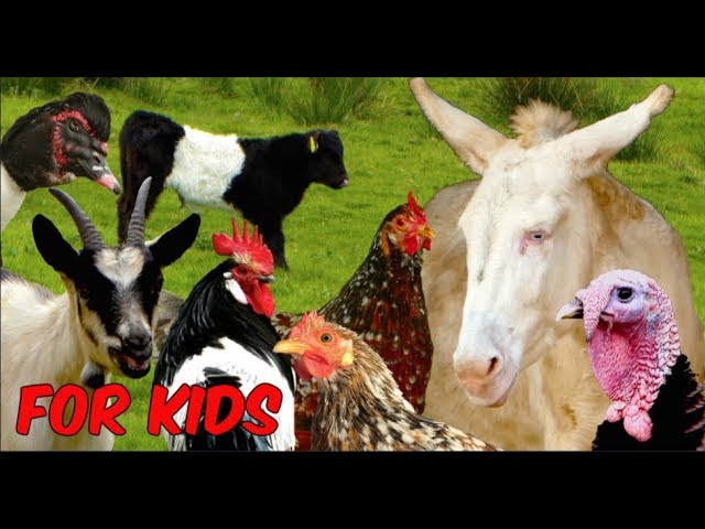 For Kids: RARE FARM ANIMALS - chicken, horse, cattle, goats, sheep, poultry, film for children class=