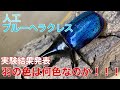 【ブルー】ブルーヘラクレスチャレンジ　結果発表【オオカブト】Make a blue hercules beetle