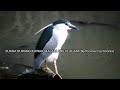 Suara Burung Kowak Malam Abu Di Alam (Nycticorax nycticorax)