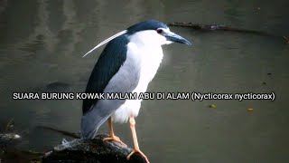 Suara Burung Kowak Malam Abu Di Alam (Nycticorax nycticorax)