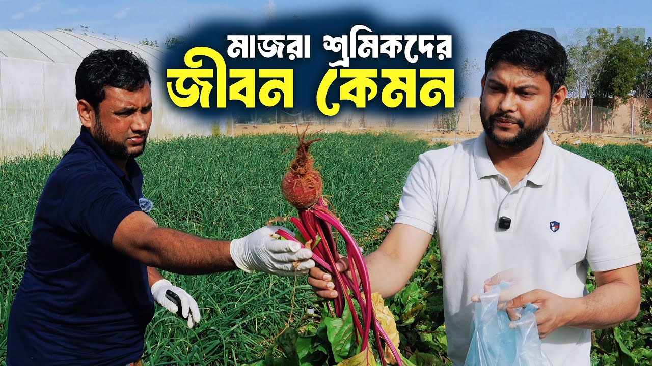 আমিরাতের মাজরার প্রবাসীদের কষ্ট, সুযোগ আর বাস্তব জীবনের গল্প