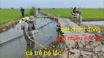 xiệt điểm mới vô bầy chuột ếch cá trê trắng cá lóc đồng quá đỉnh