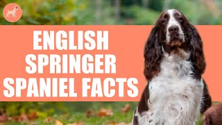 English Springer Spaniel  Top 10 Amazing Facts