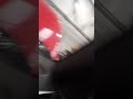 BMW Series 1 2018 Service /  Intervals Reset
