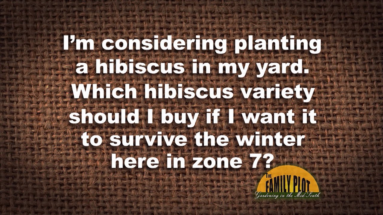 Q&A - What hibiscus variety will survive a zone 7 winter? - YouTube