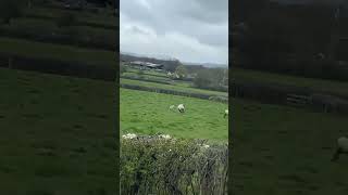 Dracy-Saint-Loup Un Loup Sèment-T-Il La Pagaille Dans Un Troupeau De Bovins ?