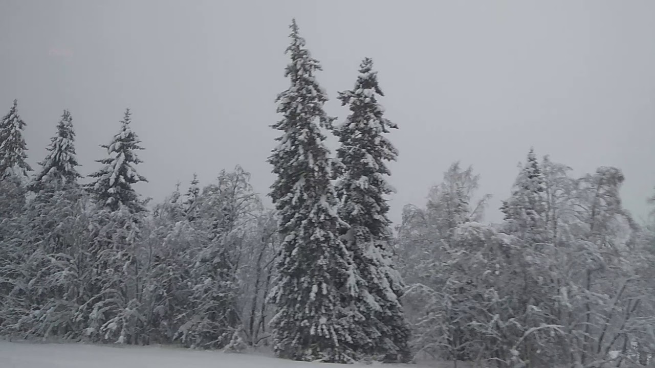 Санкт-Петербург- Таллин. Заснеженный лес. Ёлки в снегу. - YouTube