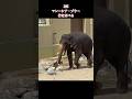 #天王寺動園 #マレーシア #ゾウ #竹#食べる #キバ#ゾウ
