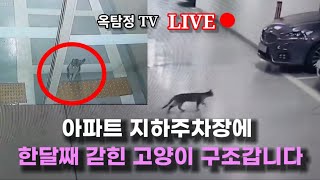 한달째 아파트 지하주차장에 갇혀 버린 고양이(부산)