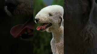 Bedlington Terrier Tales: The Elegance of the Bedlington terrier #Dogs #Dogfacts #Bedlingtonterrier