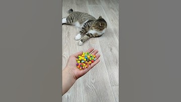 Cat Barsik Beads 📿🌈 Reverse Video #reversevideo #funny #asmr #marblerunandmore