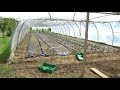 Plantation De La 1ere Série De Tomates Sous Serre 