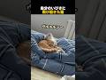 自分のいびきに飛び起きた猫