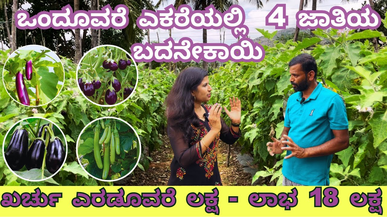 ಒಂದೂವರೆ ಎಕರೆಯಲ್ಲಿ18 ಲಕ್ಷ ಲಾಭI 4 ಜಾತಿಯ ಬದನೇಕಾಯಿI 4 VERIETIES BRINJAL FARMING IN 1.5 ACRE I KOLAR