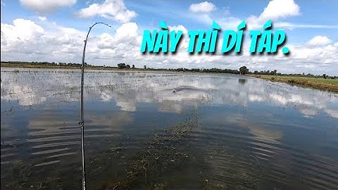 Câu cá lóc đồng mùa lũ (P4) - Một ngày mưa bão. Thợ săn cá lóc.