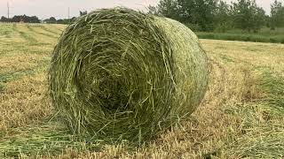 Triticale