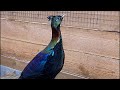 Гималайский монал. Самый красивый фазан. Himalayan monal. Lophophorus impejanus.