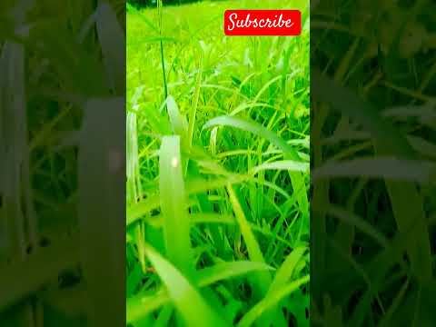 Watch till end😲! natural landscape #nature #green #garden